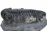 Perfectly Prone, Drotops Trilobite - Large Specimen #222469-5